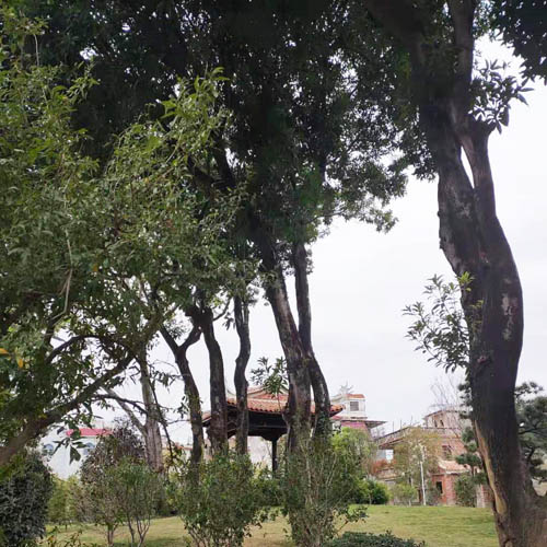 चीनचा आर्बर डे